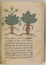 Or 3366 f.144v Hann- og hunnmandragoraer, fra «Kitab Disquridis» av Pedanius Dioskorides, i 735