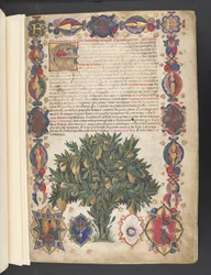 Egerton 2020 f.4r Full kant med heraldisk dekorasjon og historikk initial 'E', med miniatyr av et tre, fra 'The Carrara Herbal', ca. 1390-1404 (blekk, farge og gull på vellum) Skriver: Jacopo Filippo
