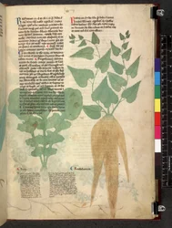 Egerton 747 Tractatus de herbis (urte) c.1280-1310 (blekk og farge på vellum)