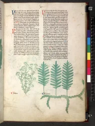 Egerton 747 Tractatus de herbis (urte) c.1280-1310 (blekk og farge på vellum)