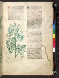 Egerton 747 Tractatus de herbis (urte) c.1280-1310 (blekk og farge på vellum)