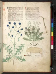 Egerton 747 Tractatus de herbis (urte) c.1280-1310 (blekk og farge på vellum)