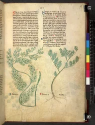 Egerton 747 Tractatus de herbis (urte) c.1280-1310 (blekk og farge på vellum)