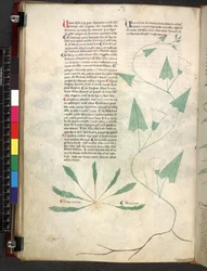 Egerton 747 Tractatus de herbis (urte) c.1280-1310 (blekk og farge på vellum)