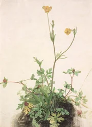 Smørblomster, rødkløver og plantain