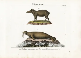 Tapir og arktisk hvalross
