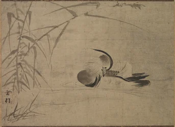 Mandarin Duck, 1500-tallet.