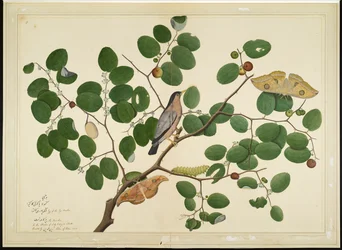 Brahminstær med to Antheraea-møll, larve og kokong på indisk jujubetre, blad fra en serie bestilt av Lady Impey, 1777