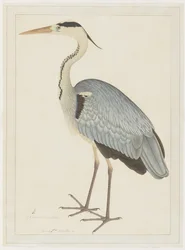 Grey Heron, folio fra en serie bestilt av Lady Impey, ca. 1780-82