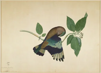 Indian Roller on Sandalwood Branch, folio fra en serie bestilt av Lady Impey, 1779