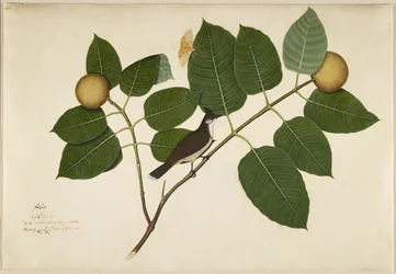 Rødkinnbulbul og Aganais-fikenmøll på en kadambagren, blad fra en serie bestilt av Lady Impey, 1777