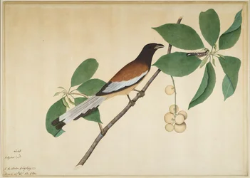 Rødbrun treskjære og larve på en gren, blad fra en serie bestilt av Lady Impey, 1777