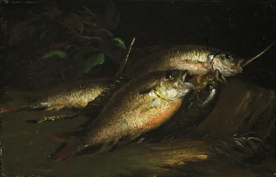 Fisk