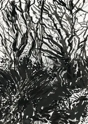 Ham Common Woods (blekk og grafitt på papir)