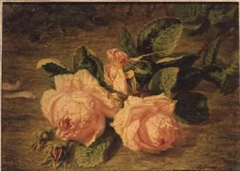 Rosa roser