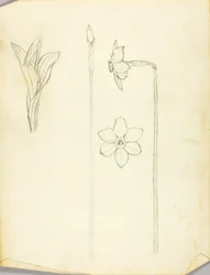 Plantestudie