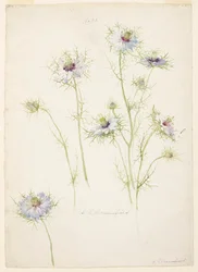 Studie av Love-in-a-mist