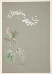 Studie av Pink Begonia
