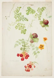 Studie av Maidenhair Fern, Trumpet Vine og Nasturtium
