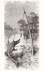 En alligatorfelle på elven Oyapock eller Oiapoque, som danner grensen til Fransk Guyana og Brasil