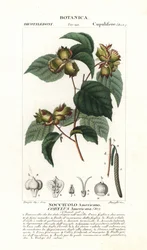 Amerikansk hasselnøtt, Corylus americana