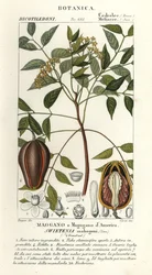 Amerikansk mahogni, Swietenia mahagoni