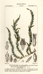 Antifever fontinalis mose, Fontinalis antipyretica