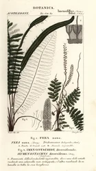 Bustbregne, Trichomanes botryoides