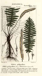 Bustbregne, Trichomanes elegans