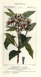 Fedd, Syzygium aromaticum
