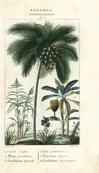 Kokosnøtt, banan, sukkerrør, etc