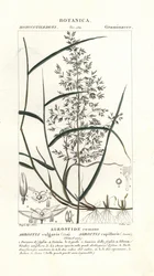 Vanlig bøyd, Agrostis capillaris
