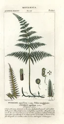 Vanlig bracken eller brems, Pteridium aquilinum