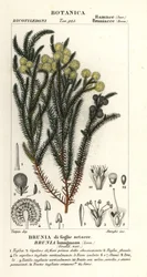 Vanlig bomullsbusk, Berzelia lanuginosa