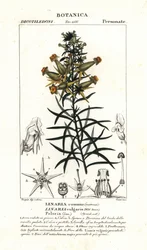 Vanlig paddelin eller gul paddelin, Linaria vulgaris