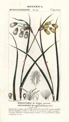 Bomullsgress eller bomullsdynge, Eriophorum angustifolium
