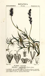 Krøllete mesquite, Hilaria cenchroides