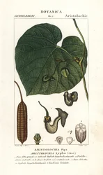 Hollenderens pipe eller pipevine, Aristolochia macrophylla