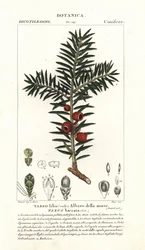 Europeisk barlind, Taxus baccata