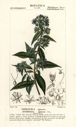 Falsk feleblad, Hydrolea spinosa