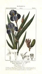 Florentinsk iris, Iris germanica var florentina