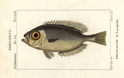 Glassøye store øyne, Heteropriacanthus cruentatus