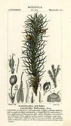 Hallers eplemose, Bartramia halleriana
