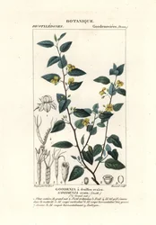 Goodenia humle, Goodenia ovata