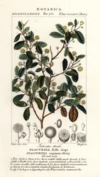 Indisk plomme, Flacourtia indica