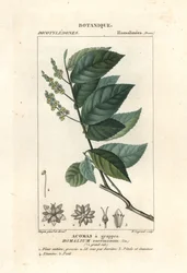 Jernved, Homalium clusterum