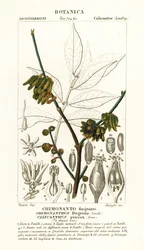 Japansk allehånde, Chimonanthus praecox