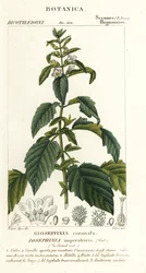 Keiserinne Josephine