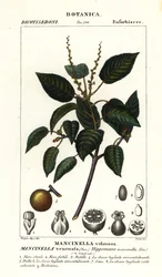 Manchineel eller strandepletre, Hippomane mancinella