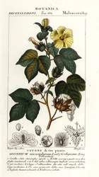 Meksikansk bomull, Gossypium hirsutum